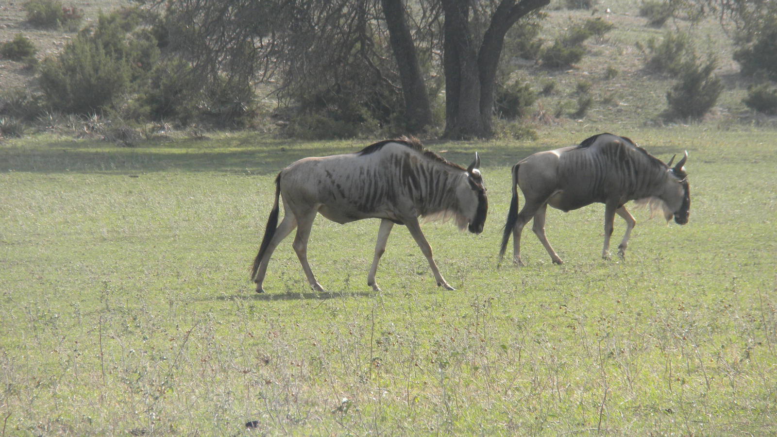 Wildebeest