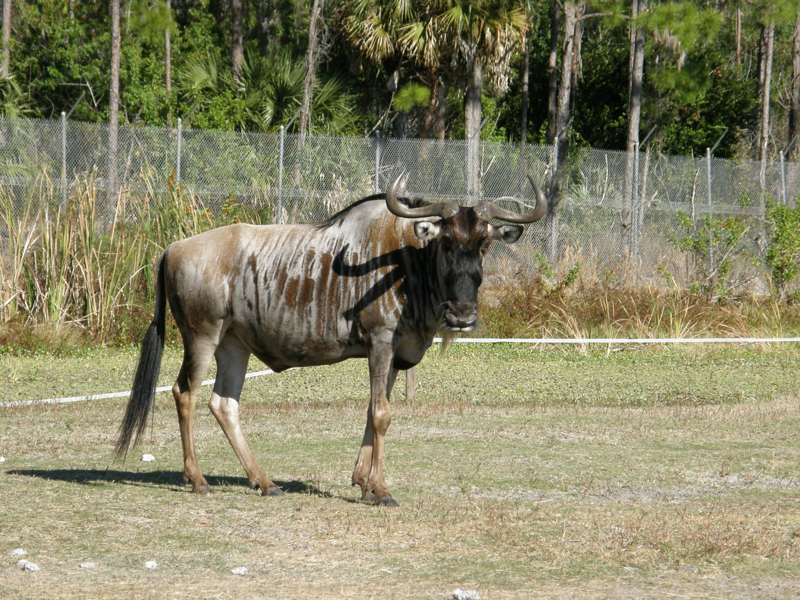wildebeest