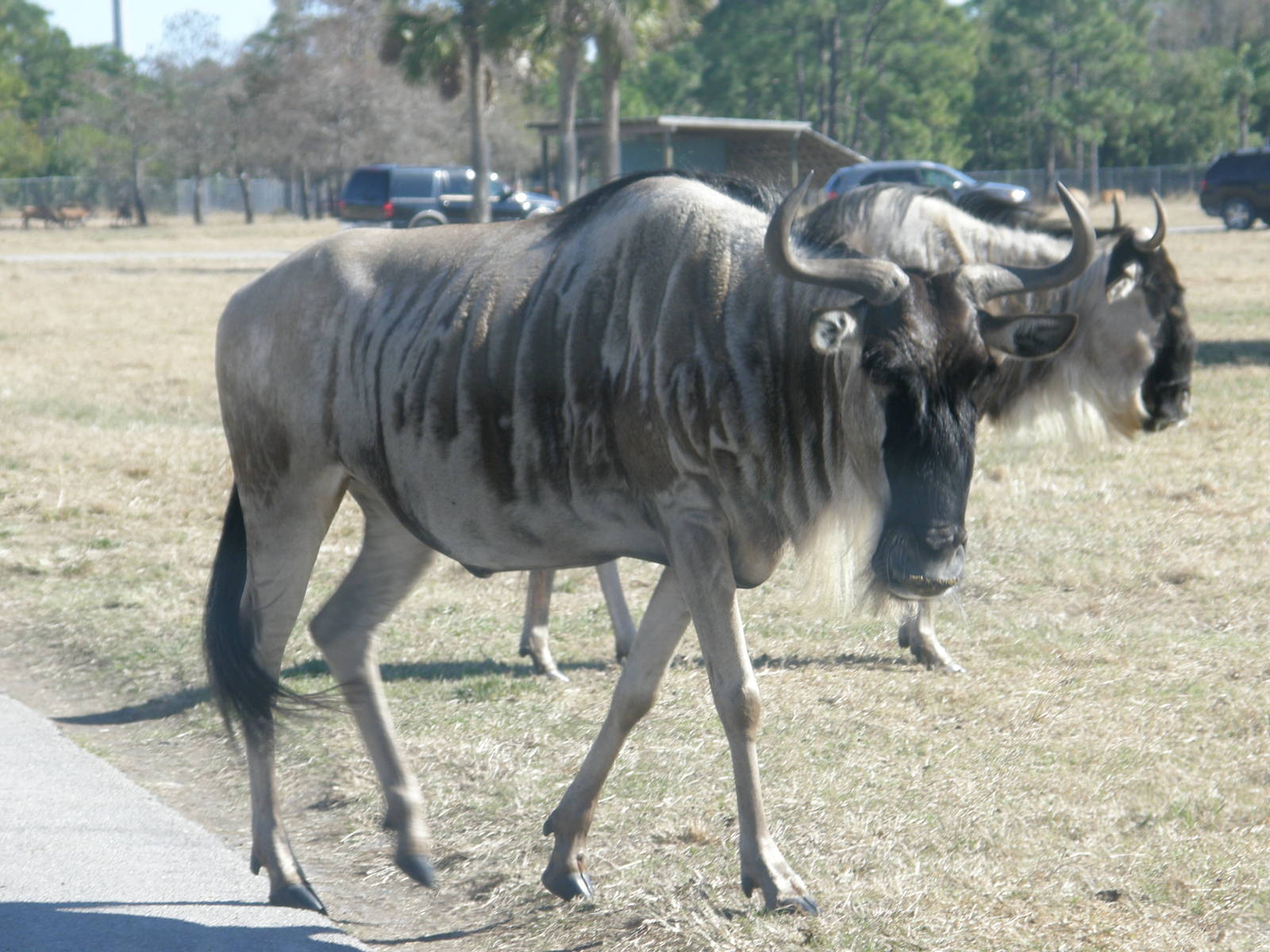 wildebeest