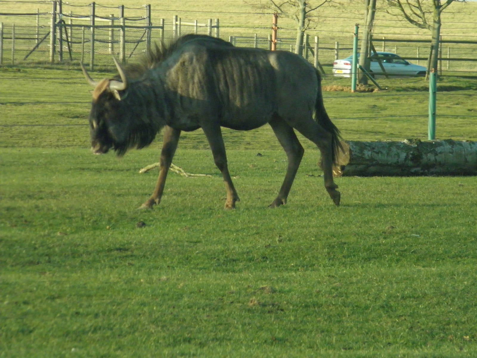 wildebeest