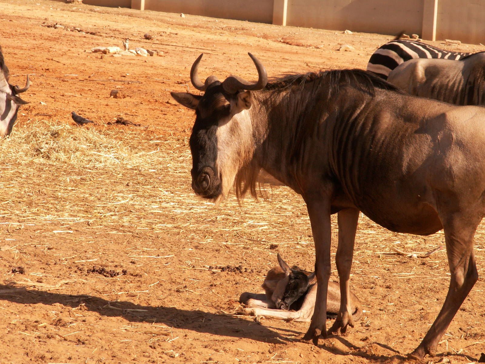 wildebeest
