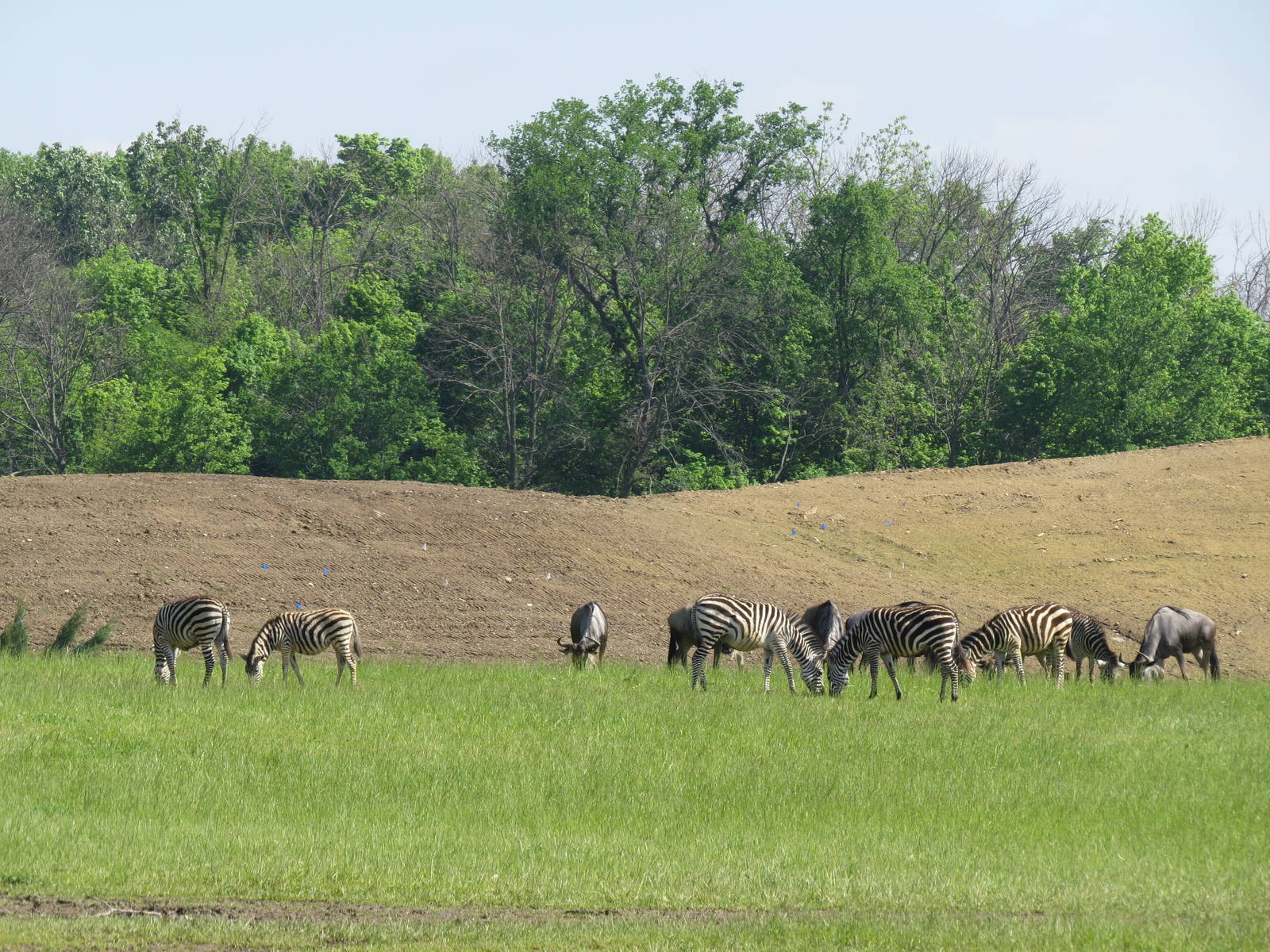 Wildebeest