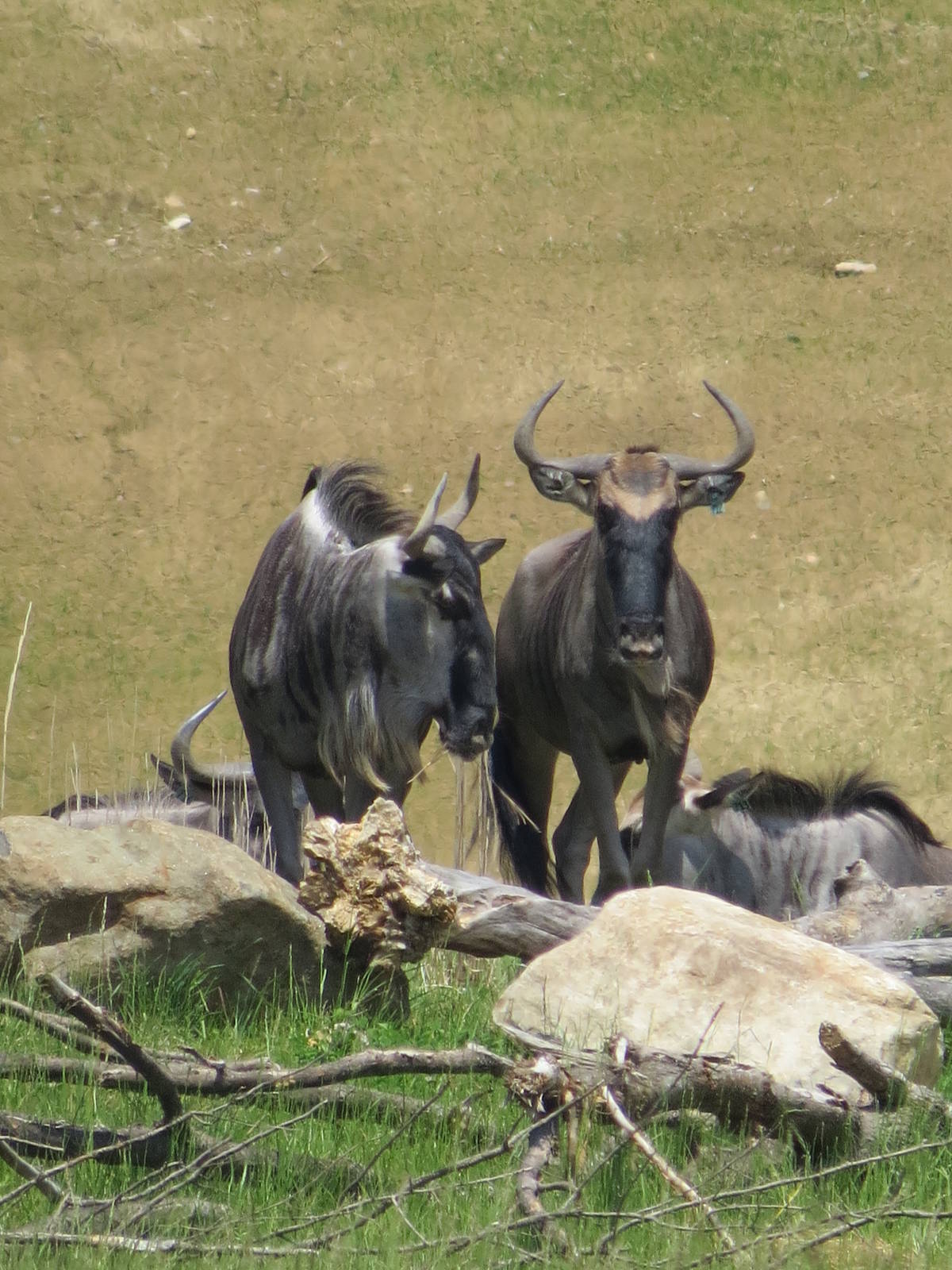 Wildebeest