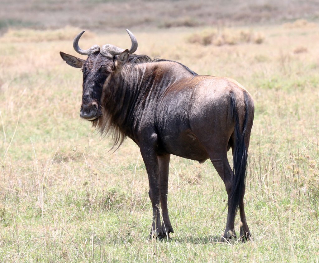 Wildebeest