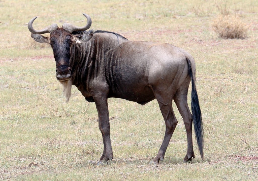 Wildebeest