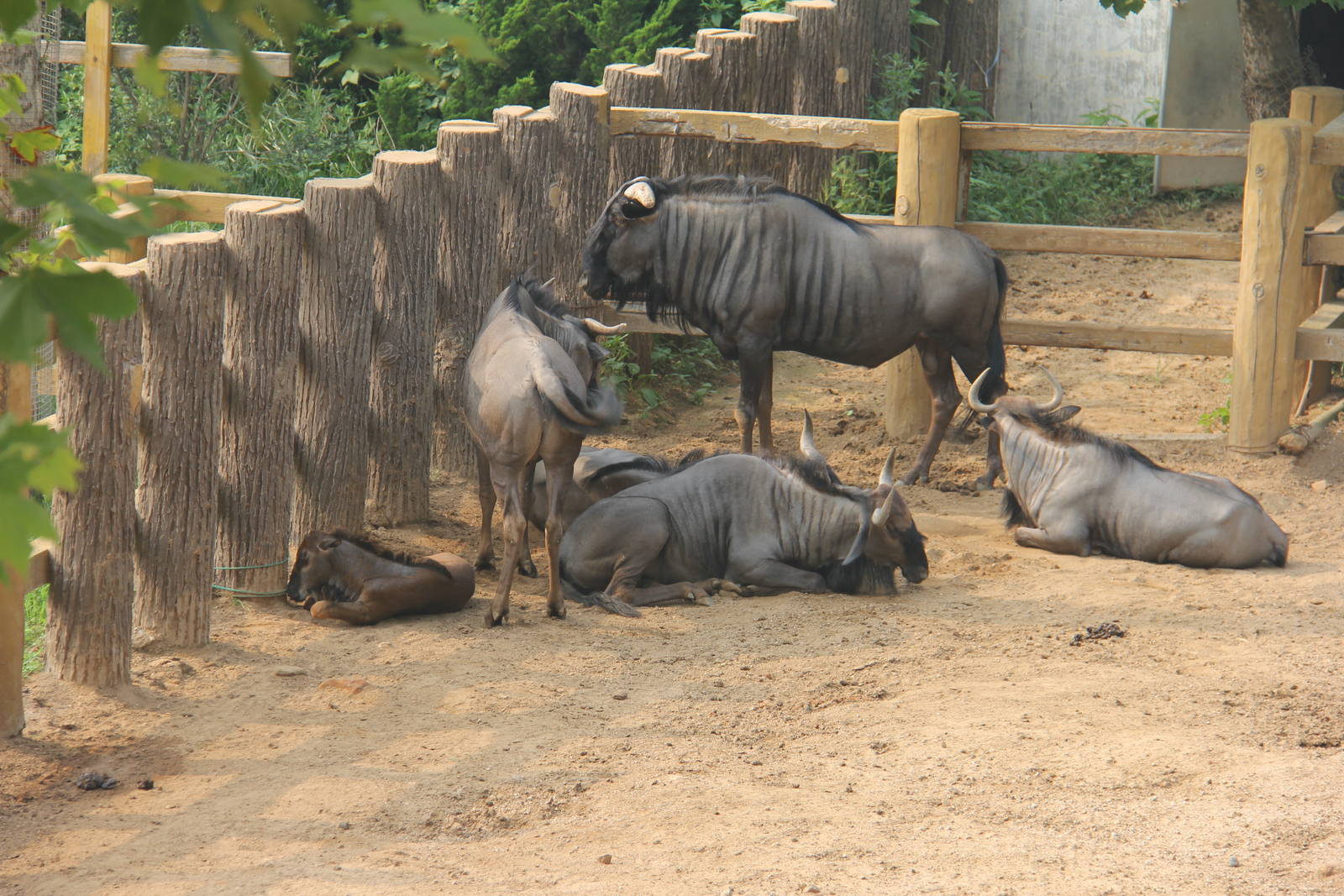 Wildebeest