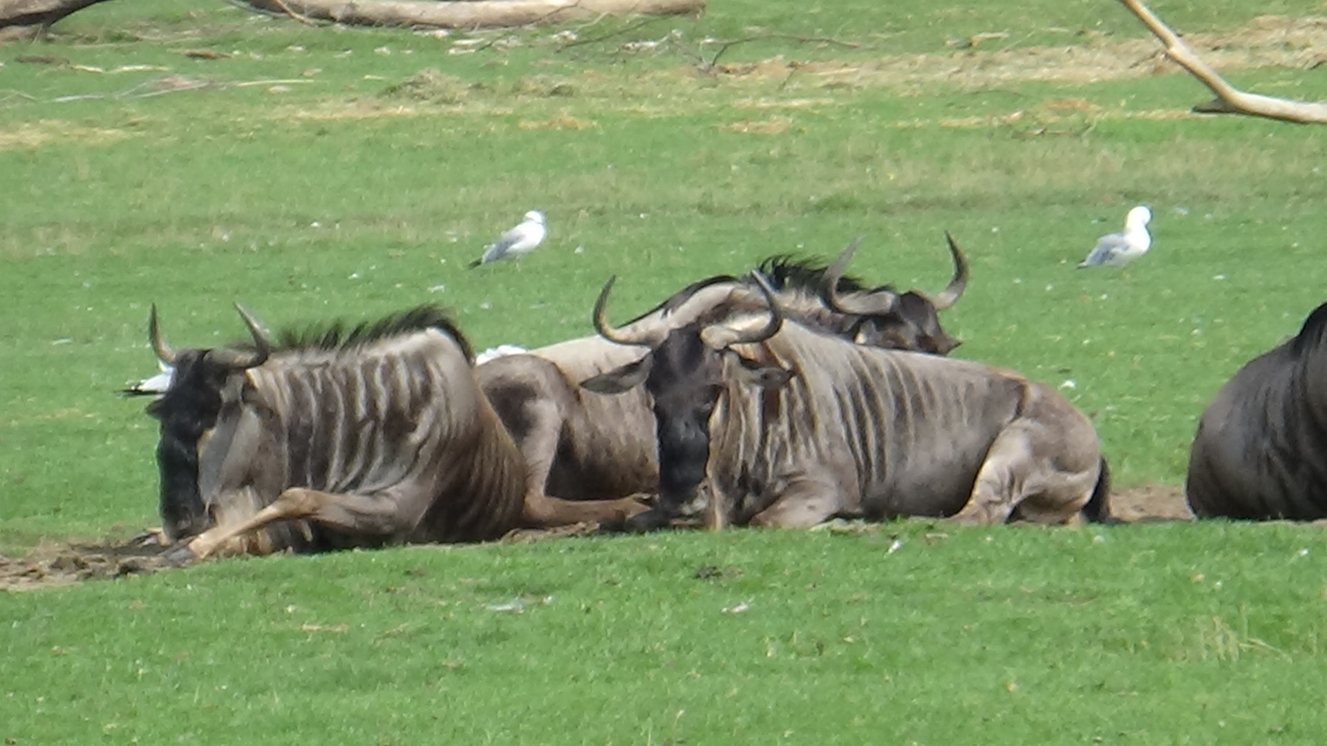 Wildebeest