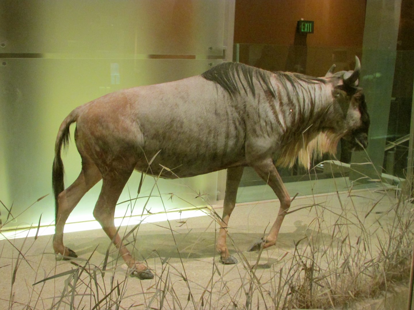 Wildebeest