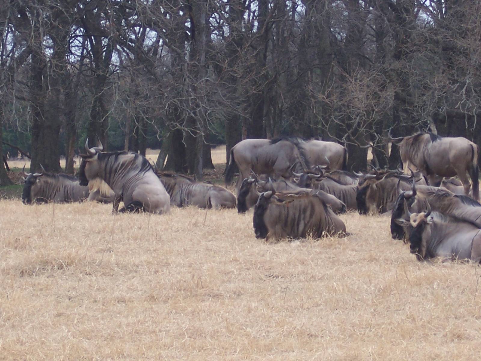 Wildebeest