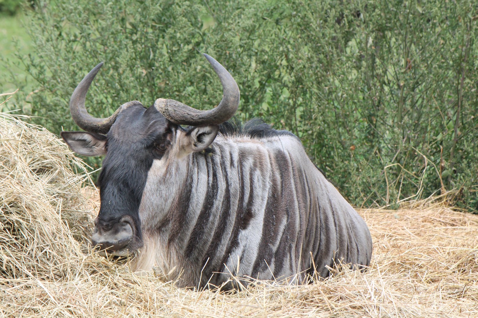 wildebeest