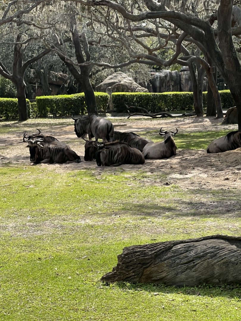 Wildebeest