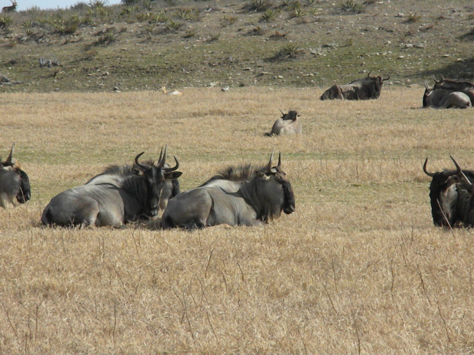 Wildebeest
