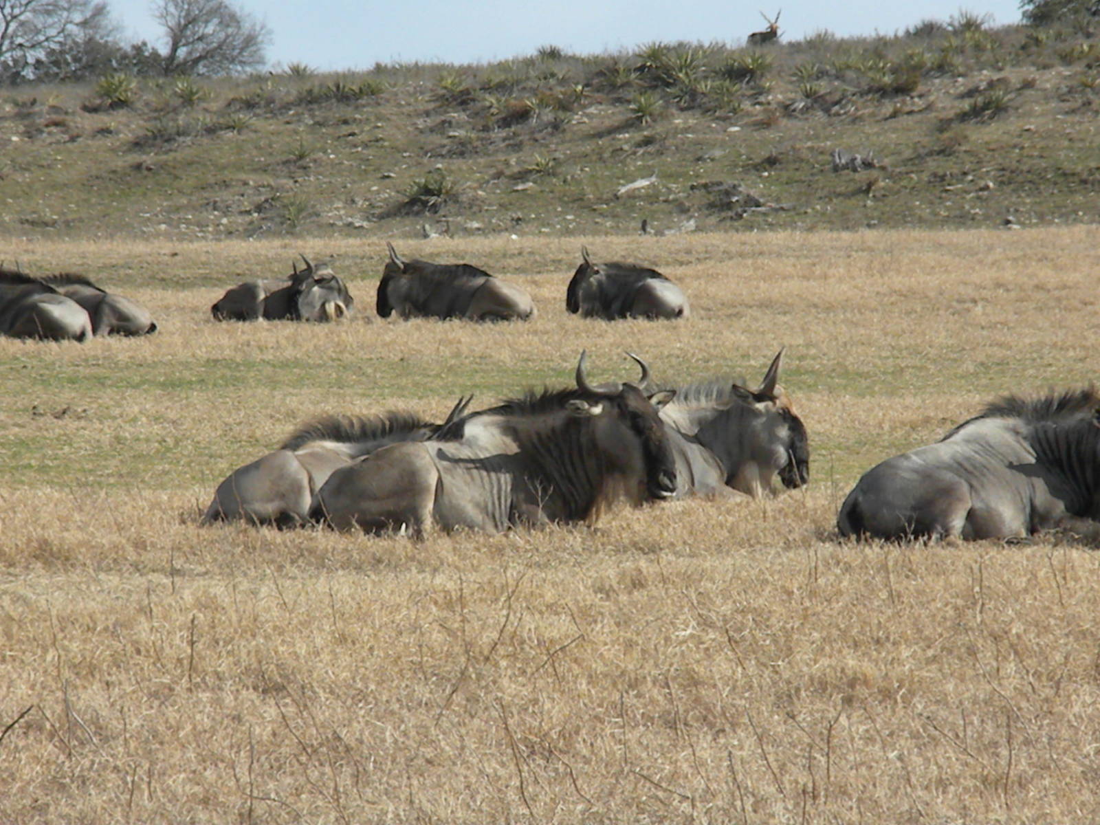 Wildebeest