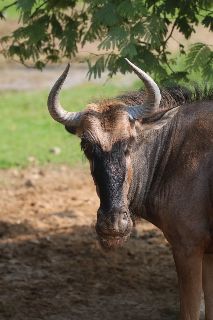 Wildebeest