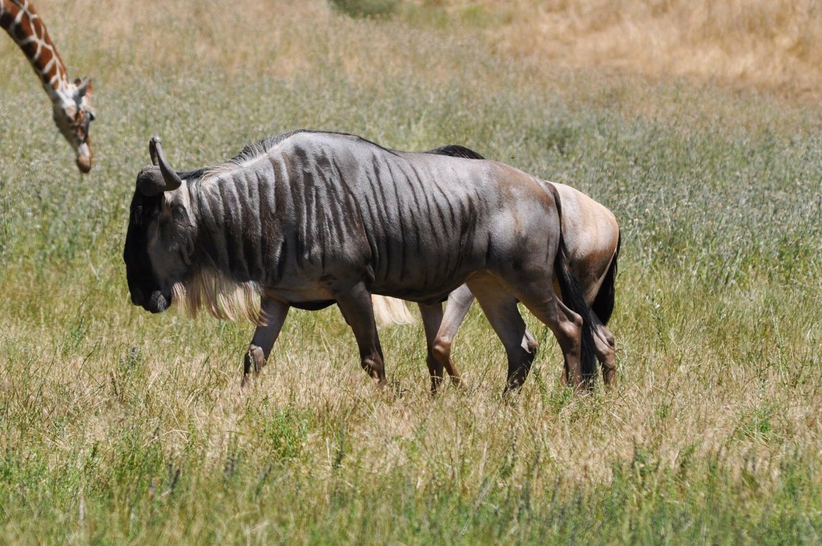 Wildebeests