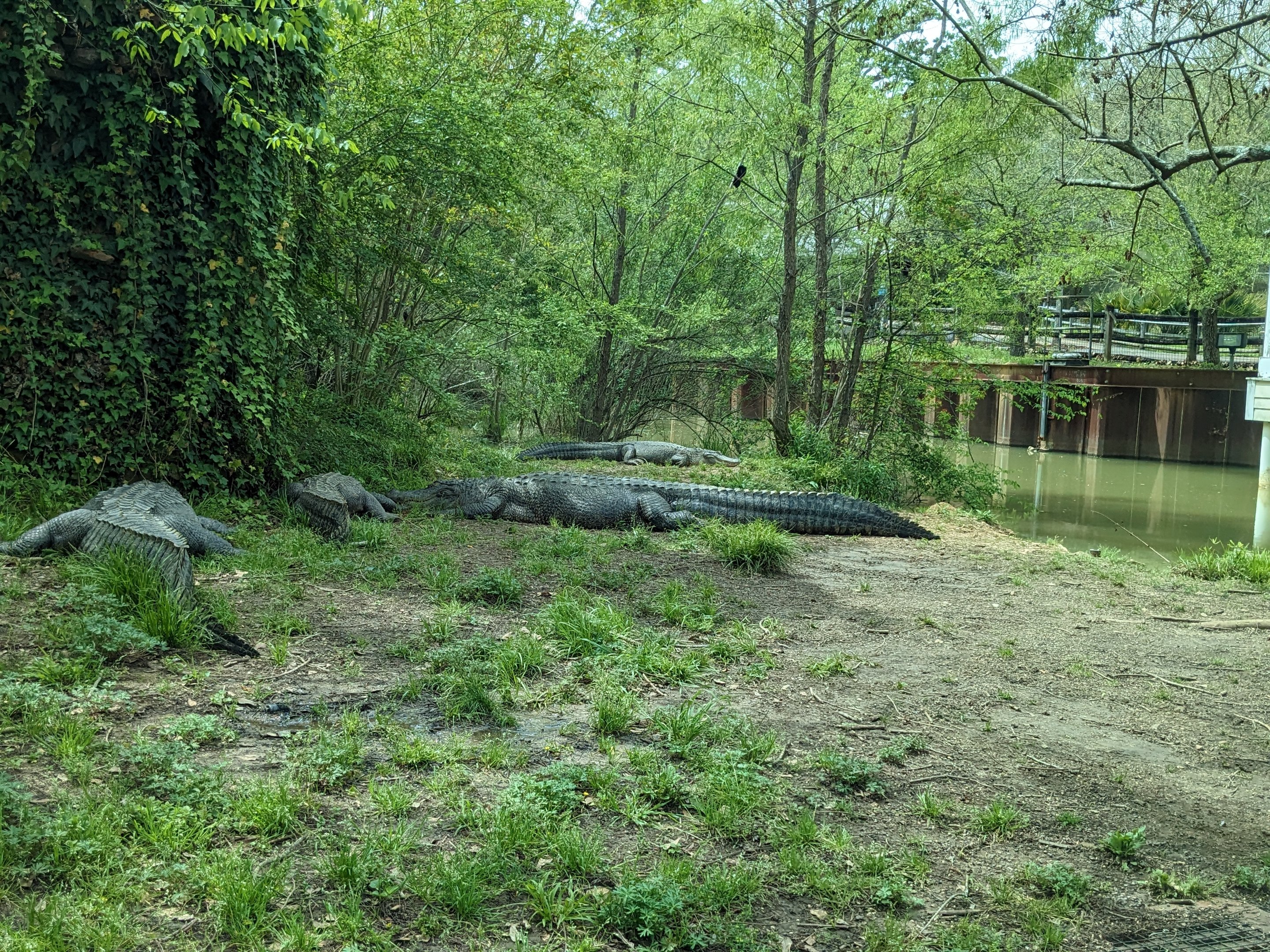 Wilderness Mississippi - American alligator