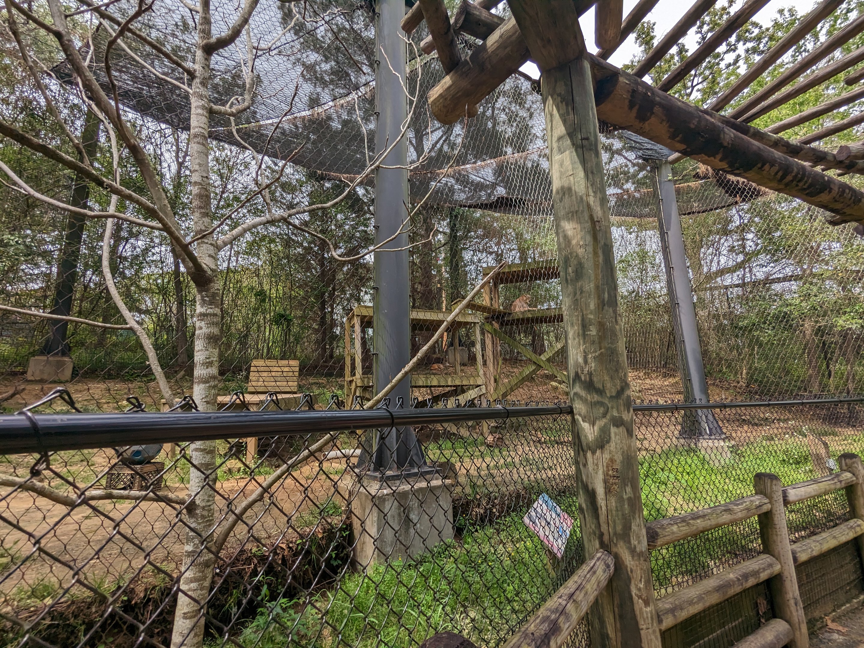 Wilderness Mississippi - Cougars