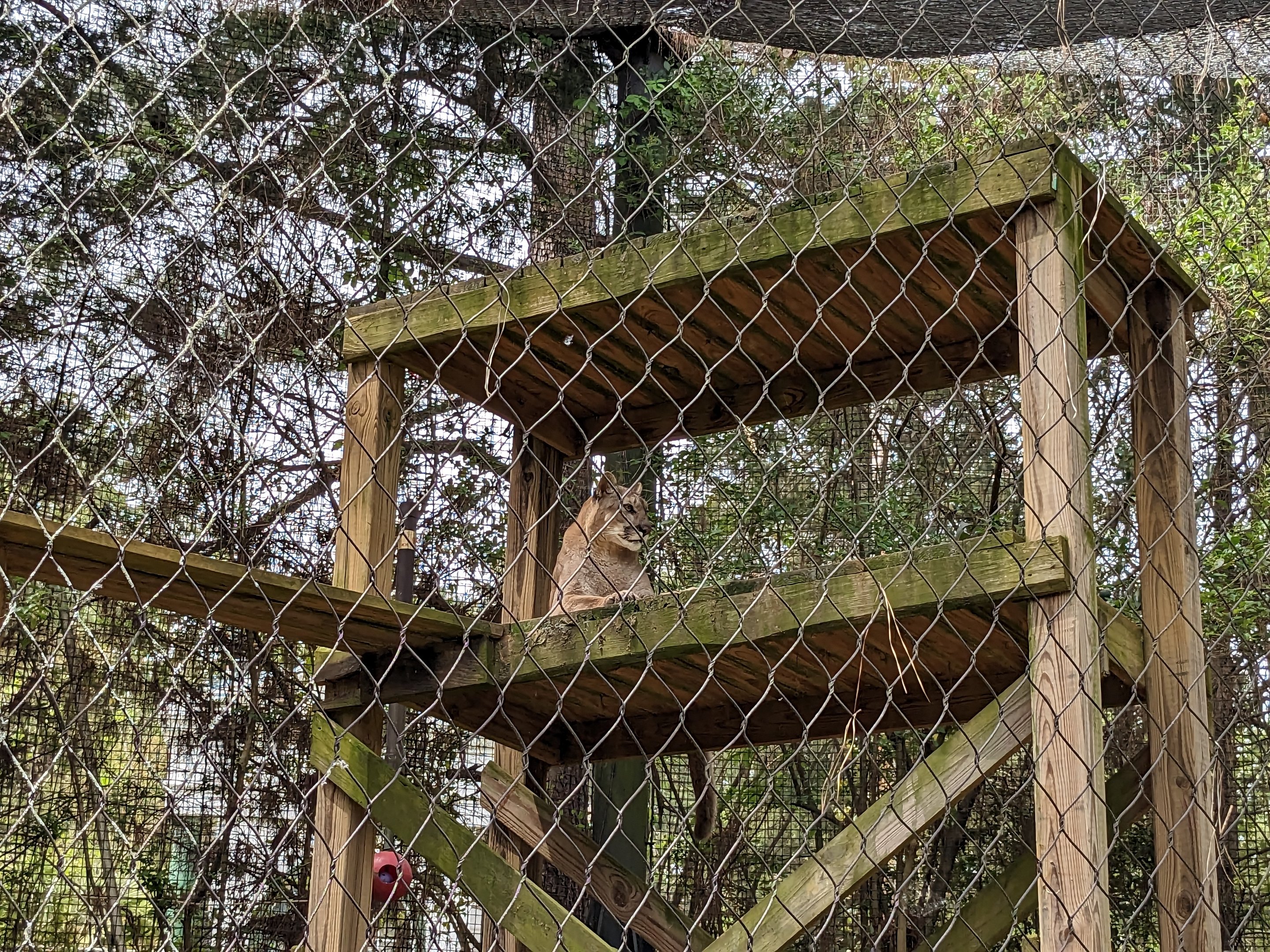 Wilderness Mississippi - cougars