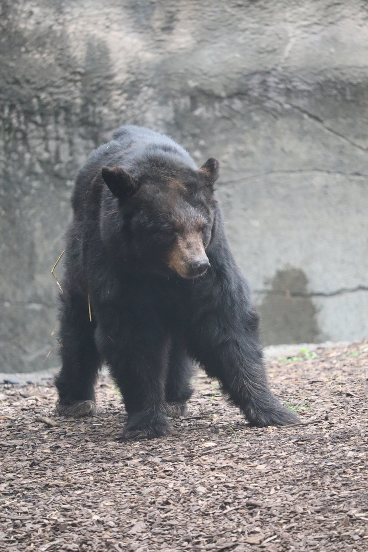 Wilderness Trek - American Black Bear