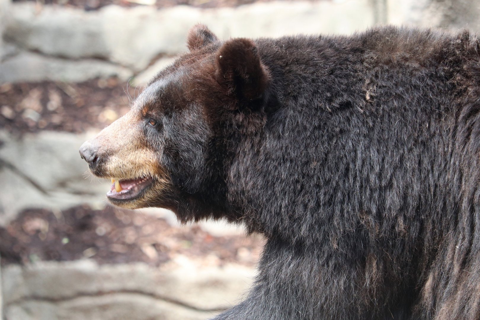 Wilderness Trek - Black Bear