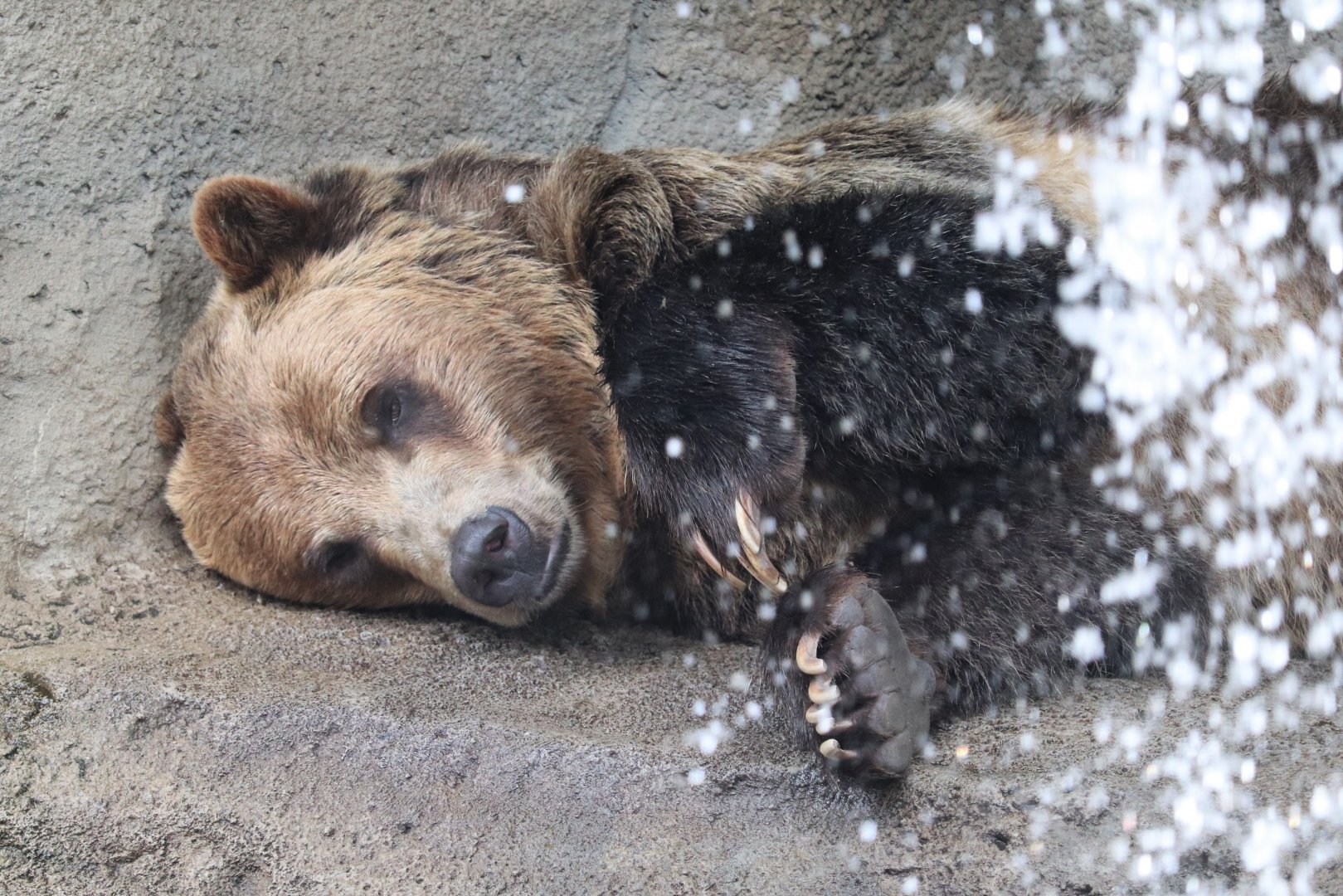 Wilderness Trek - Grizzley Bear