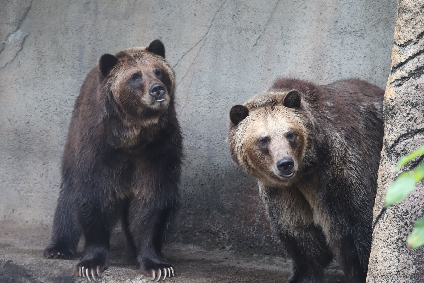 Wilderness Trek - Grizzly Bear