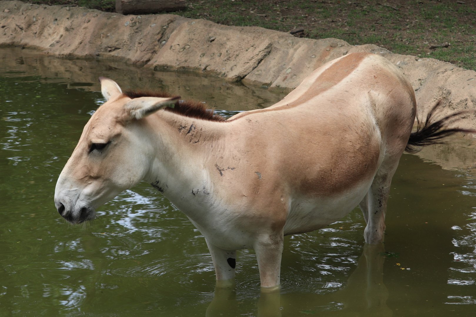 Wilderness Trek - Persian Onager