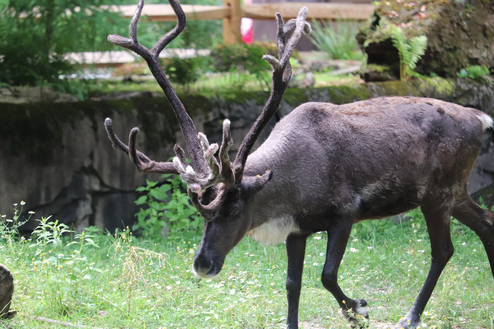 Wilderness Trek - Reindeer