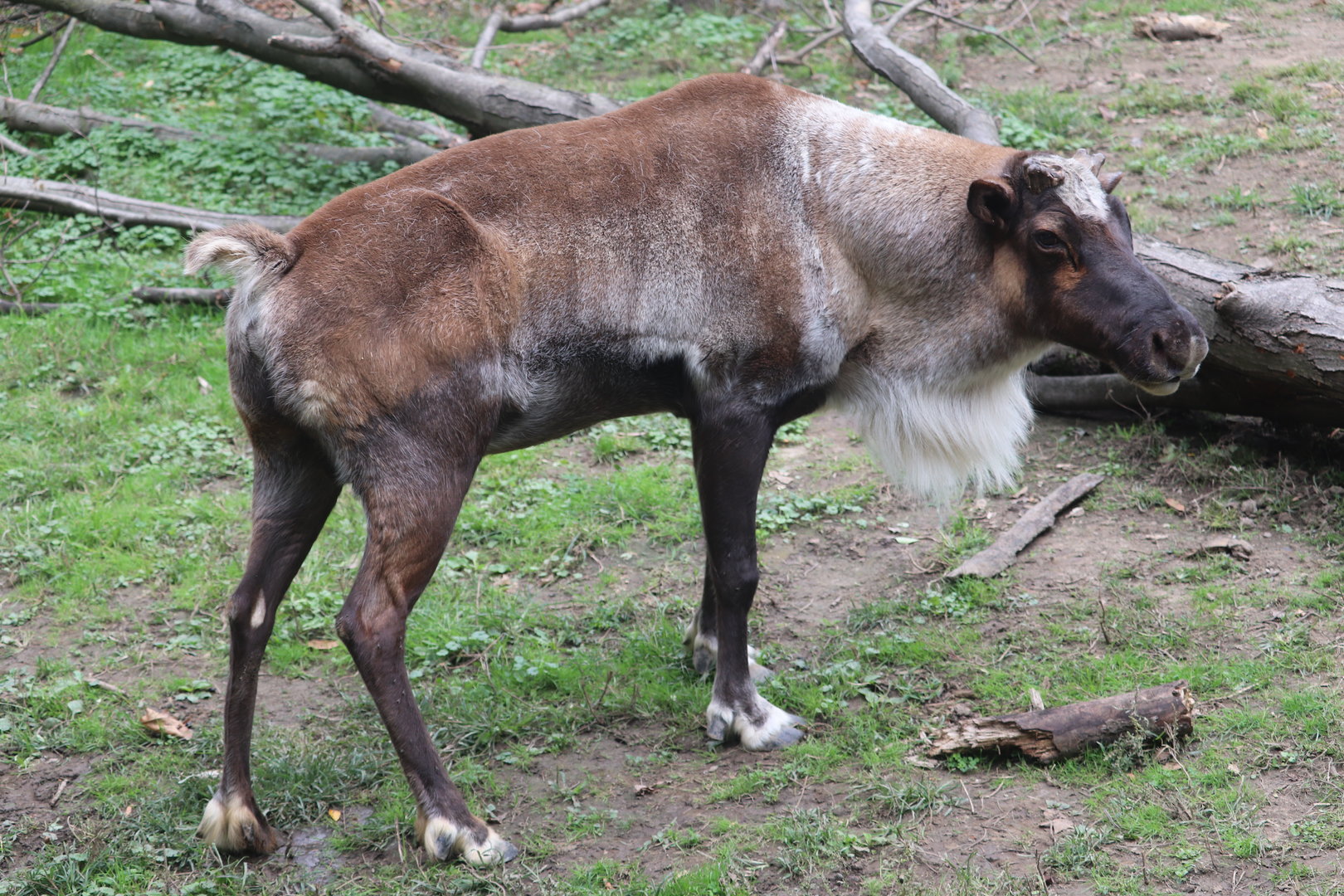 Wilderness Trek - Reindeer