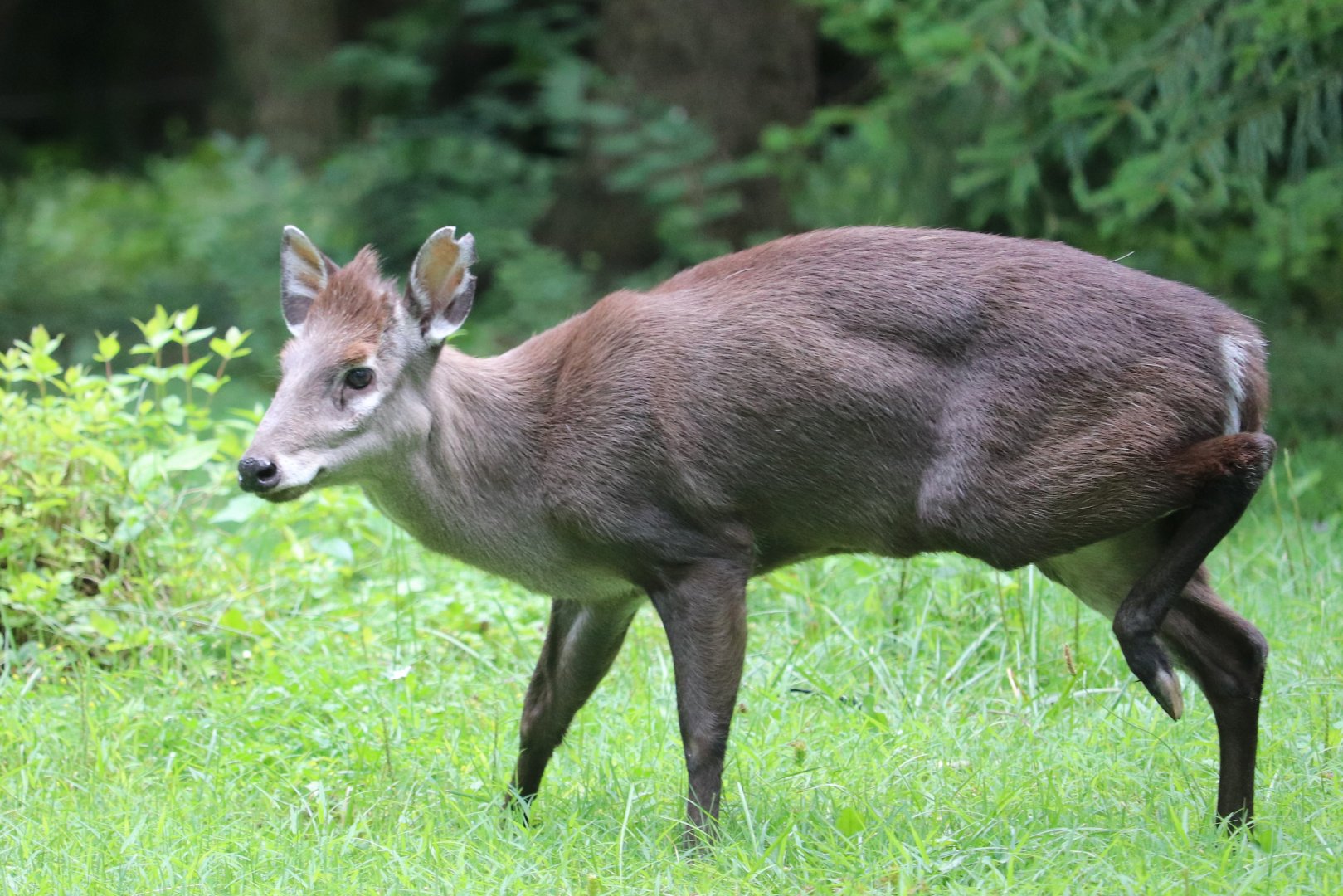 Wilderness Trek - Tufted Deer