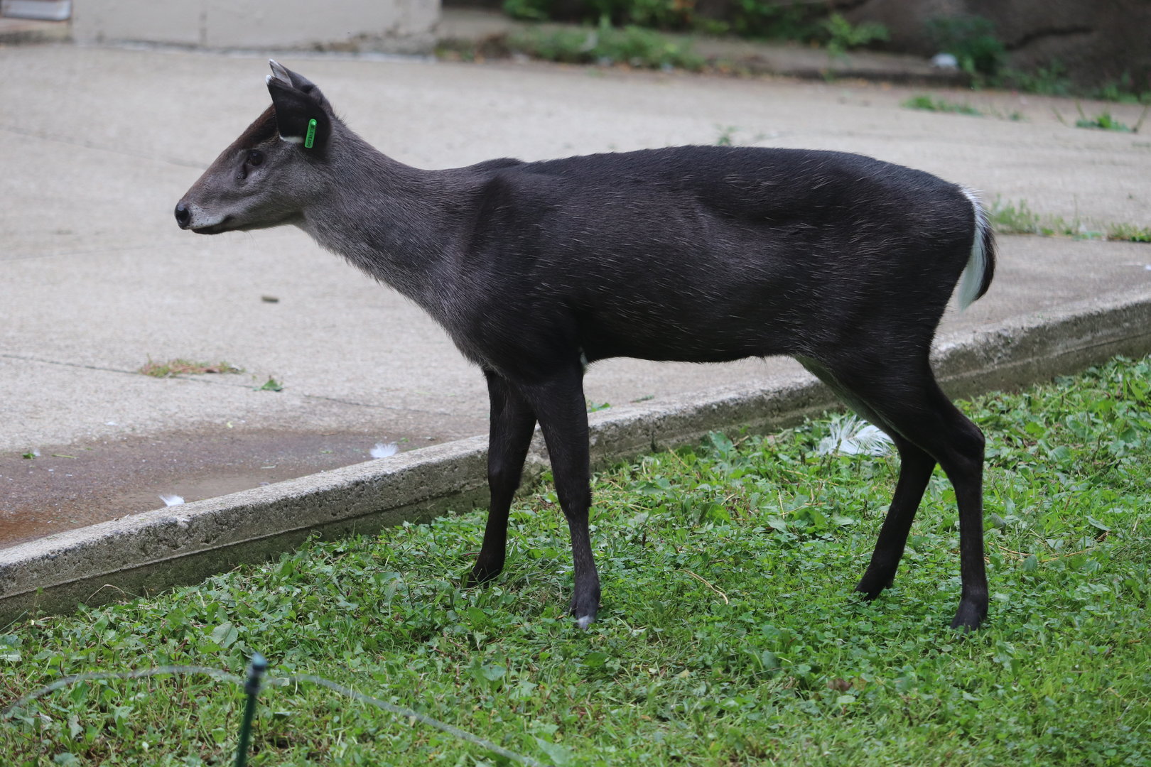 Wilderness Trek - Tufted Deer