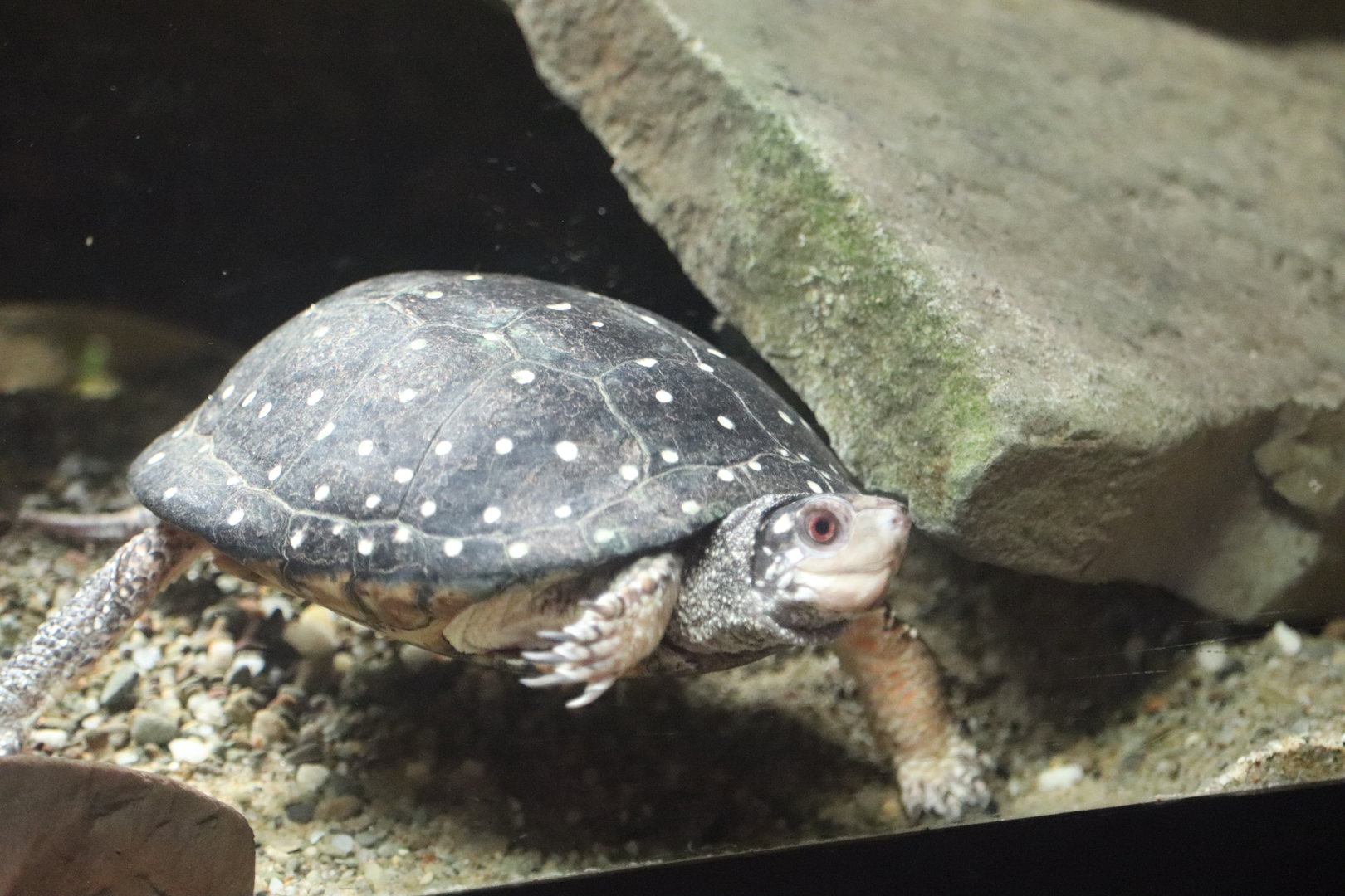 Wilderness Trek: Wolf Lodge - Spotted Turtle