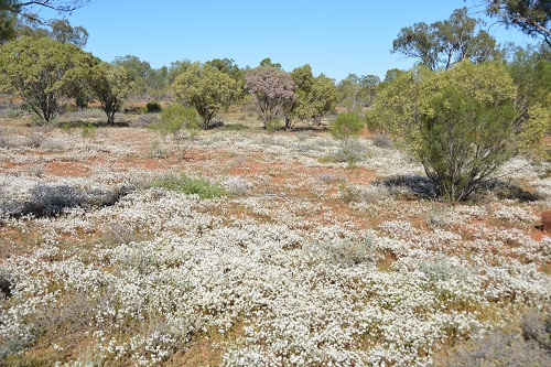 Wildflowers after rains in semi-desert.