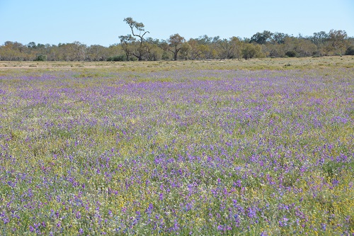 Wildflowers after rains.