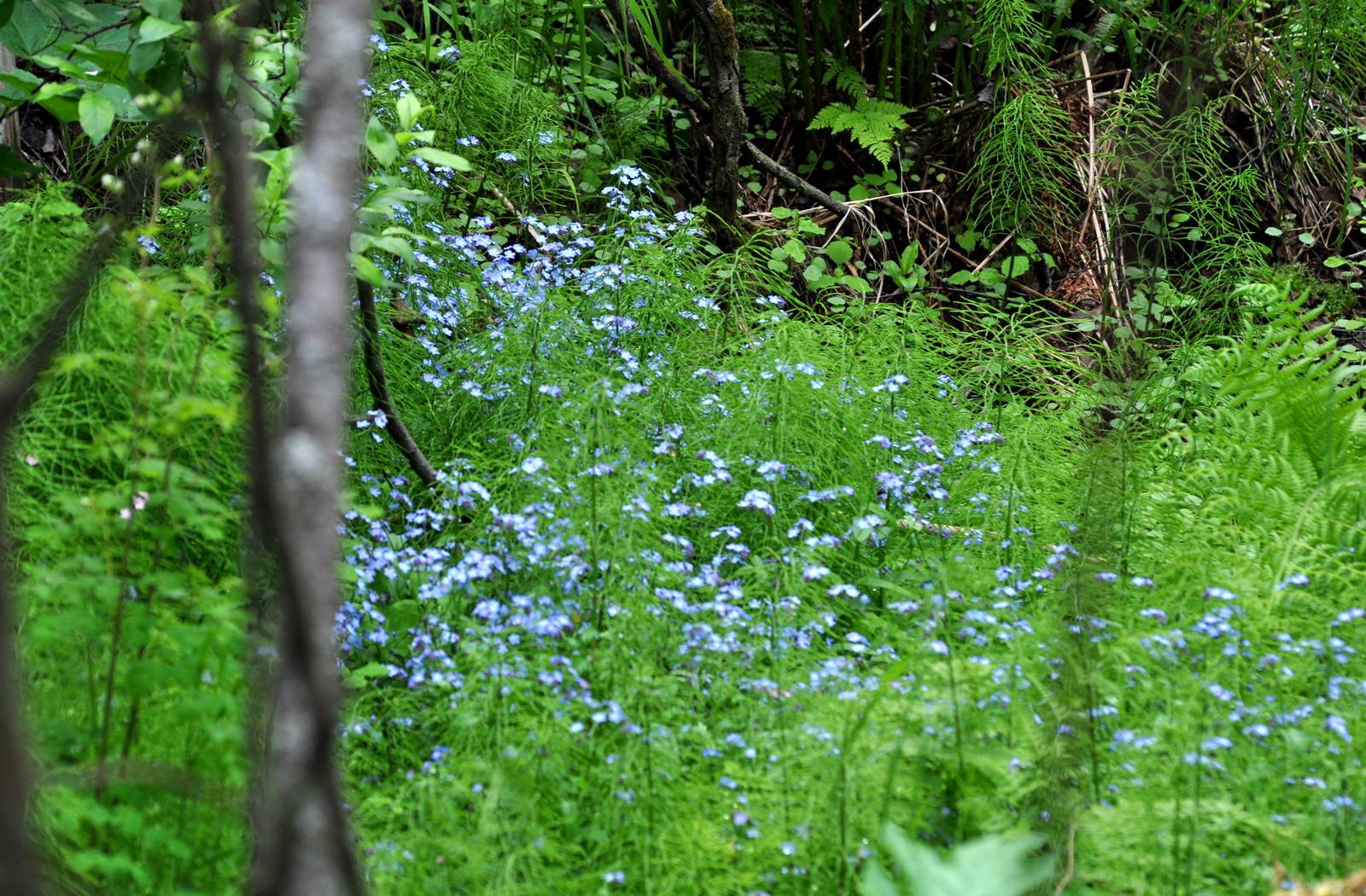 Wildflowers on Zoo Grounds