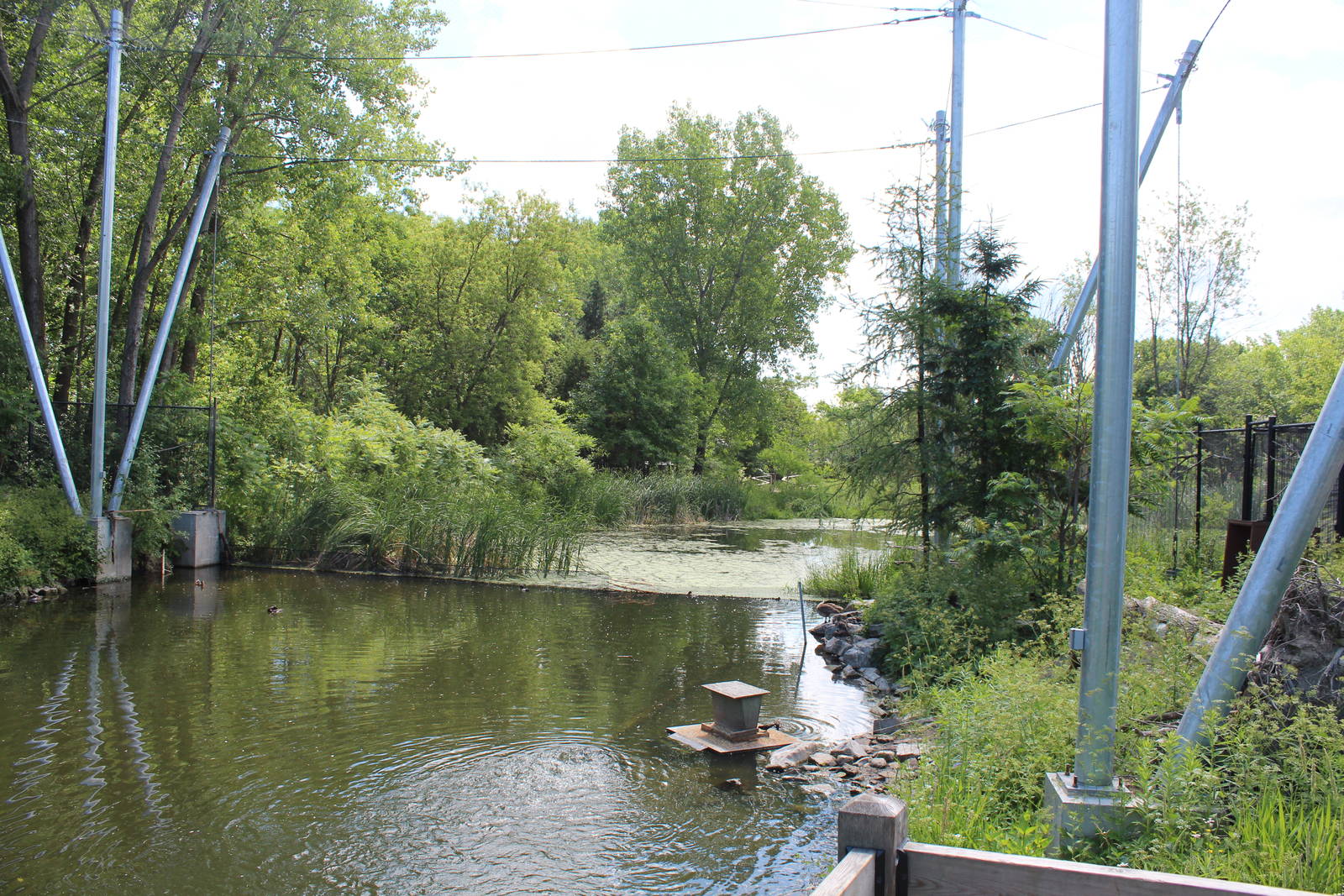 Wildfowl Aviary - June 2016
