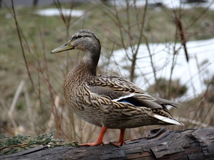 Wildfowl on the area zoo