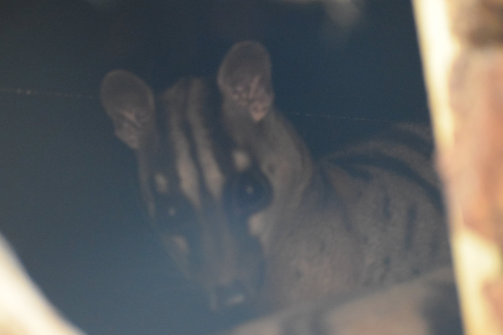 Wildkatzenzentrum Felidae - Banded palm civet