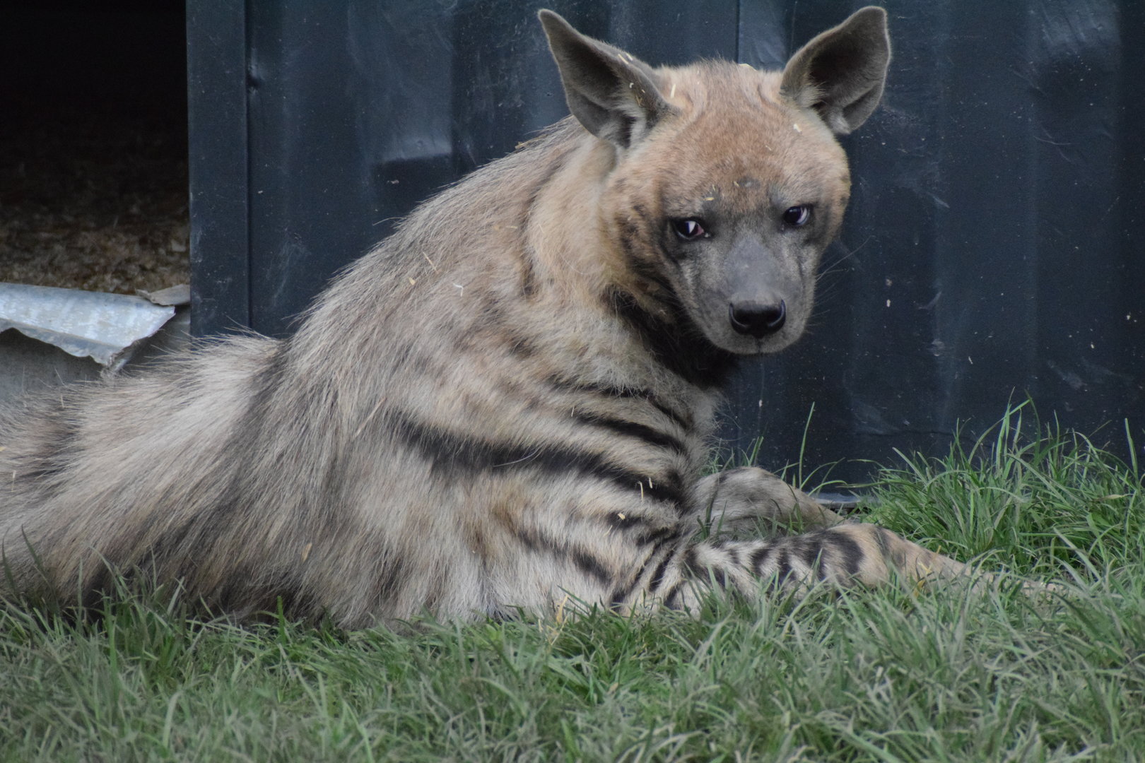 Wildkatzenzentrum Felidae - Barbary hyena