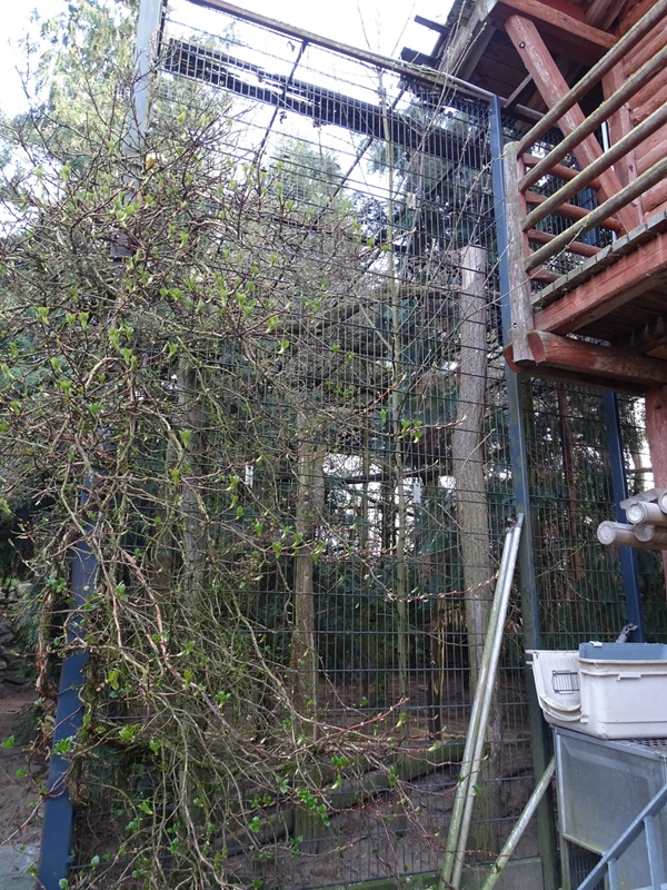 Wildkatzenzentrum Felidae - clouded leopard enclosure
