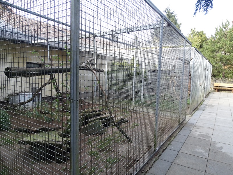 Wildkatzenzentrum Felidae - Egyptian mongoose enclosure