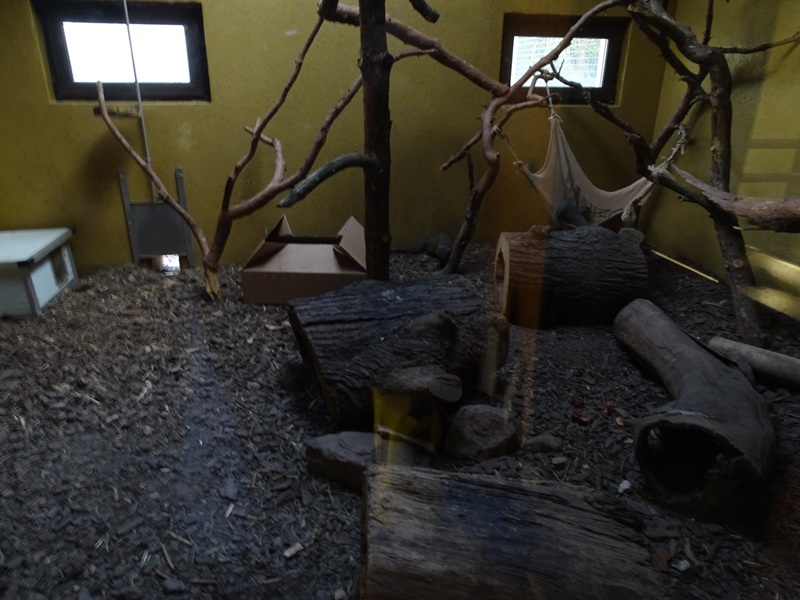 Wildkatzenzentrum Felidae - Egyptian mongoose indoor enclosure