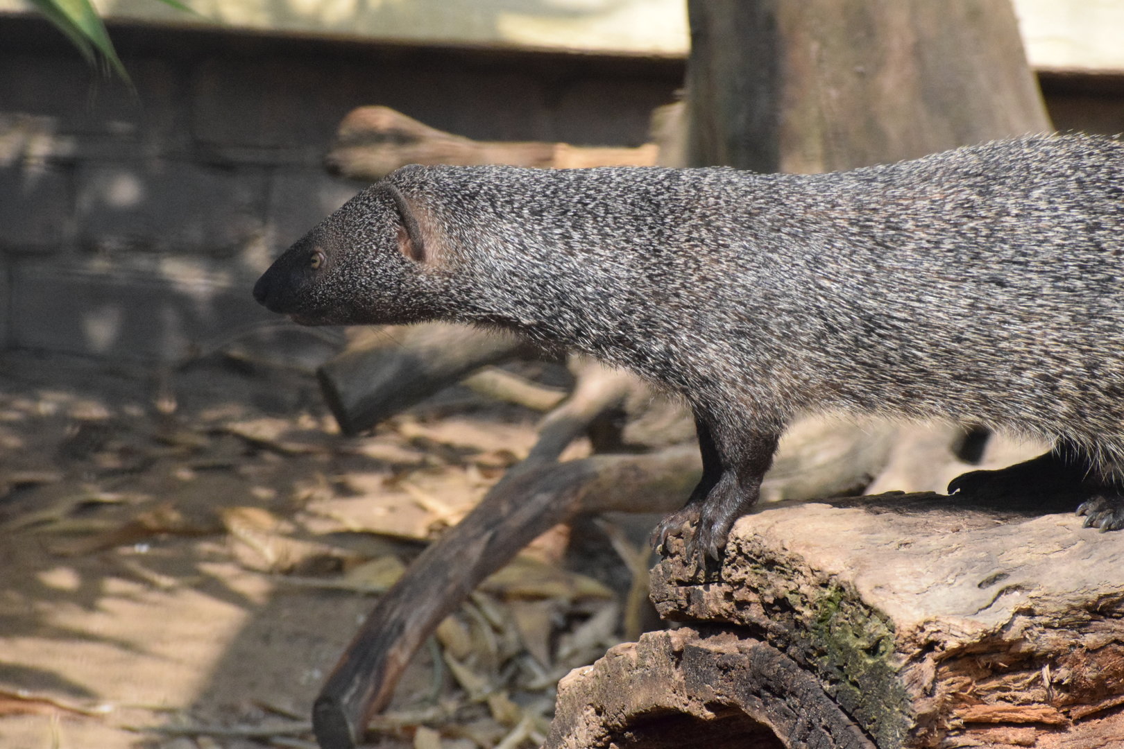 Wildkatzenzentrum Felidae - Egyptian mongoose
