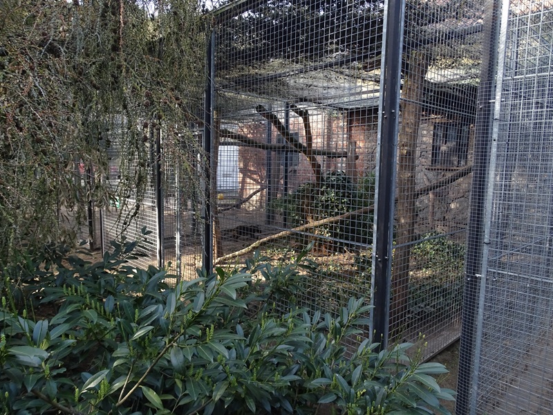 Wildkatzenzentrum Felidae - first fossa enclosure