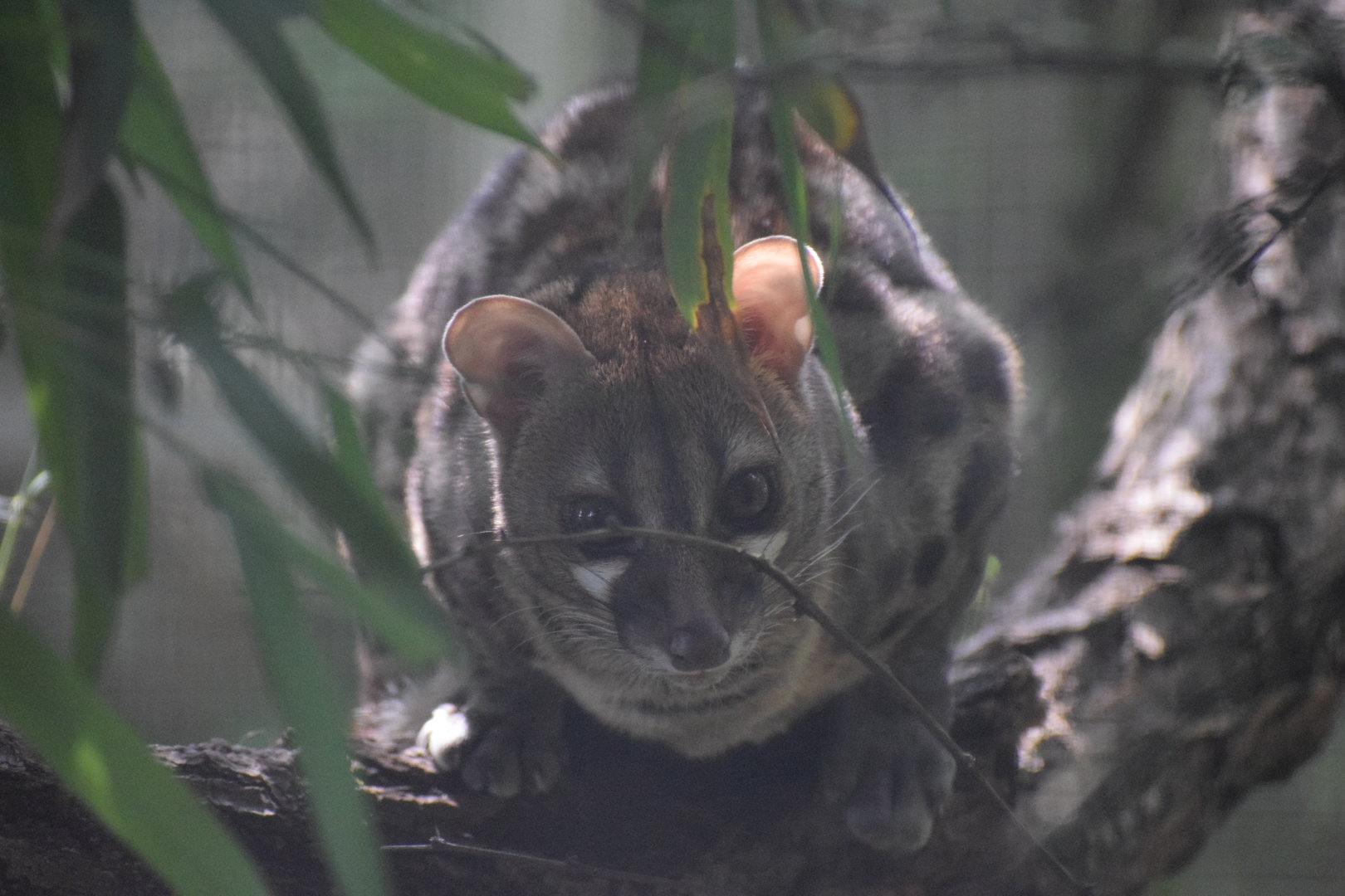 Wildkatzenzentrum Felidae - Rusty-spotted genet