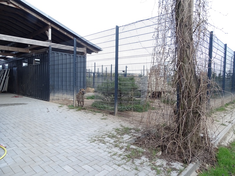 Wildkatzenzentrum Felidae - spotted hyena enclosure