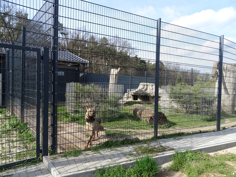 Wildkatzenzentrum Felidae - striped hyena enclosure