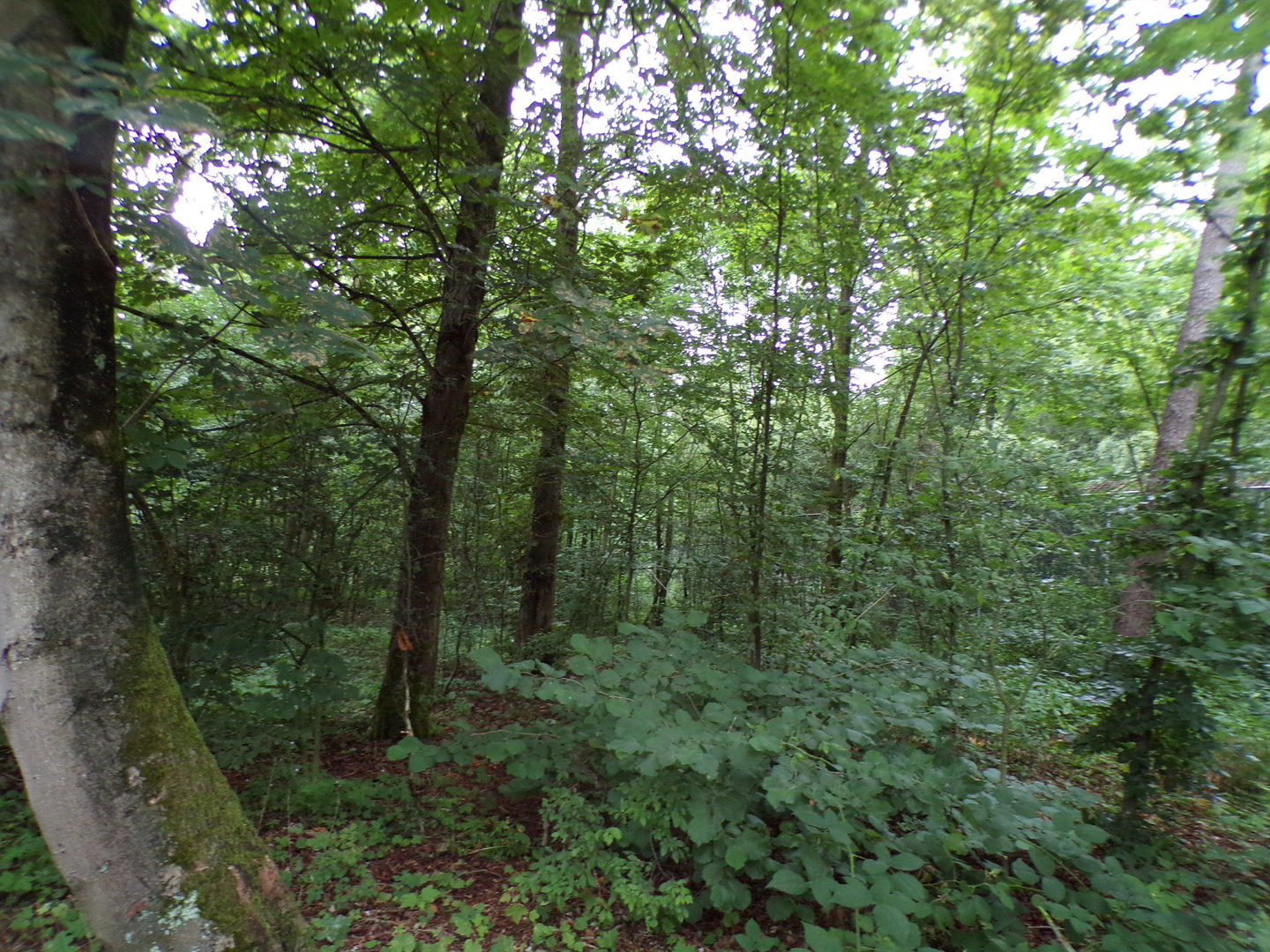 Wildlife area 6.7.23