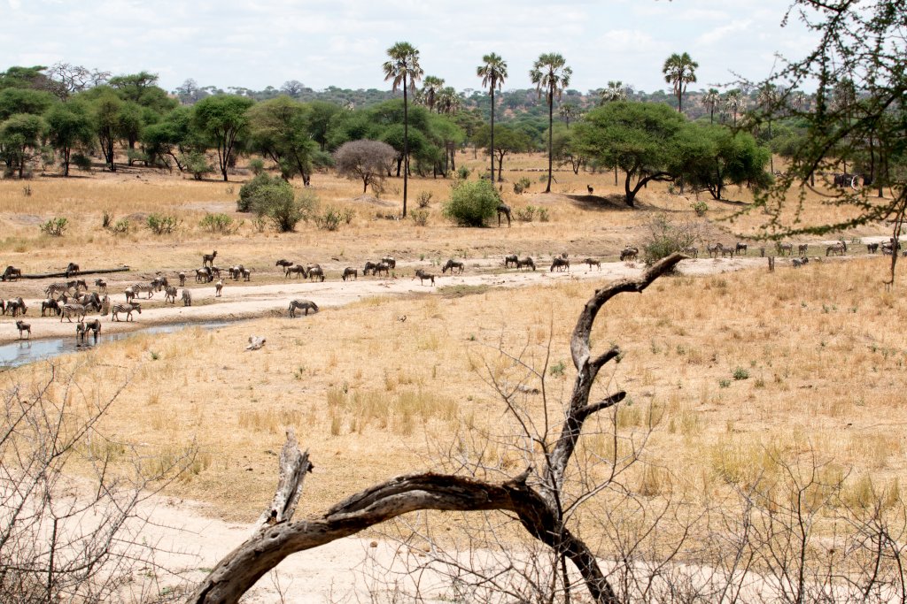 Wildlife at Tarangire River