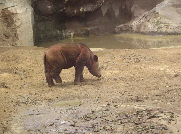 Wildlife Canyon-Baby Harapan